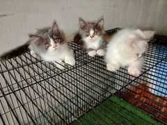 Persian Cat | Persian Kittens | Triple Coated Kittens For Sale