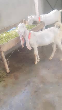 Pure Rajan poori gulabi goats . contact 03077228221