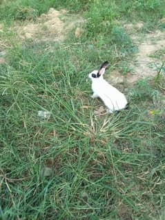 desi rabbits breeder and bunnies