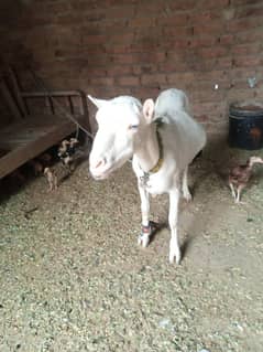 Tedi bakri pink nose taill