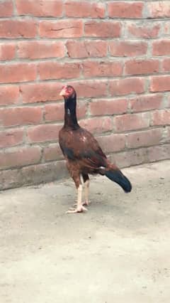 Aseel murgi Amroha for sale