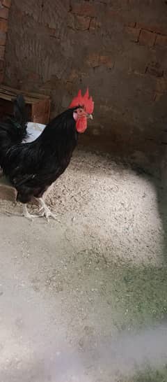 pure austrloop breeder 3 female one male