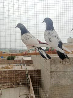 Pigeon