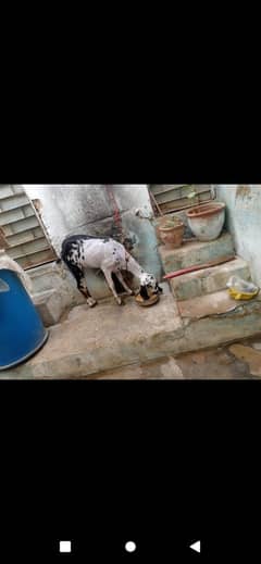 bakri
