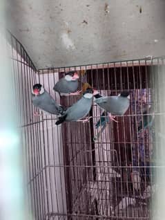 2 pair ha jawa ha