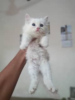 persian kitten