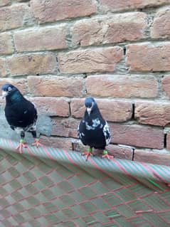 Indian Rampure paire