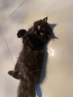 persian kitten