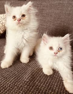 Show Quality Persian Kittens available