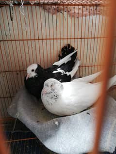 pigeons for sale 3 pieces