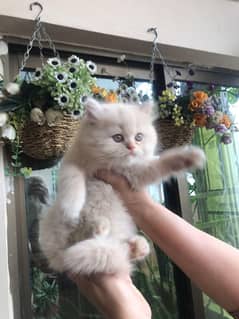 Persian peki kittens