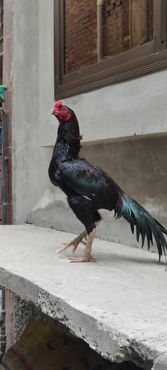 ASEEL THAI CROXX BREADER MURGA   call me on WhatsApp 03275253072