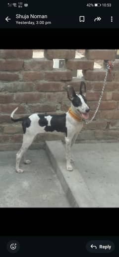 Bully Gultair puppy avaliable