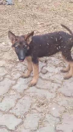 german shepherd female puppy