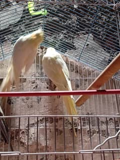 beautiful common white cocktail pair female red eye