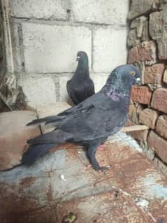 Pigeon