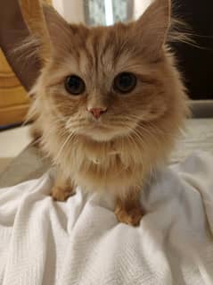 Persian kittens pair Islamabad