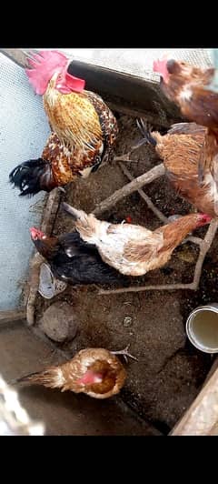desi murgi or murga