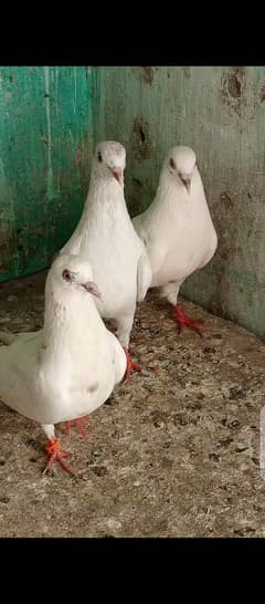 pattiwale