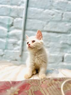Female kitten