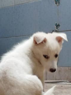 cute puppy