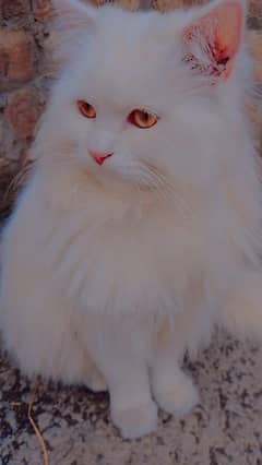 Beautful parsian for sale healthy and playfulplayfulb