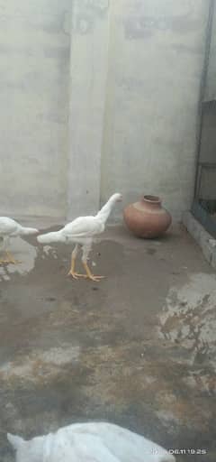 Pure Sindi Aseel Heera Bloodline