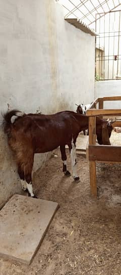 Gabban bakri available for sale