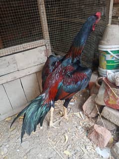 long highted jageeri patha for sale