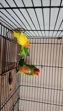 Love Bird Albino Red eys Cross