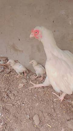 Urgent salePure Heera&Aseel female available