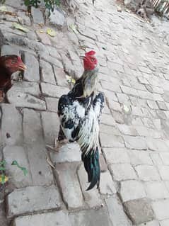Jawwa Aseel Murgah for sale Whatsapp contact me 03231581923
