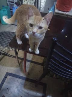 free ma male cat location malir karachi
