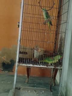 Row Parrot Pair