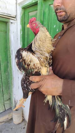 breeder hen