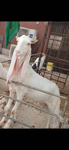 gulabi and kamori