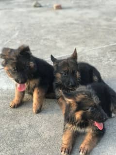GERMAN SHEPHERD LONG COAT FEMALE PUP 2 mnths