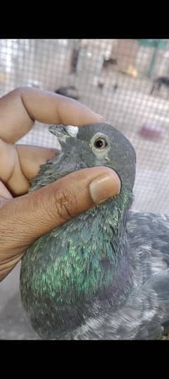 bank Wala kabooter or chat Wali madi