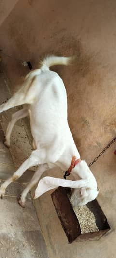 Bakri