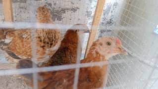 Hens