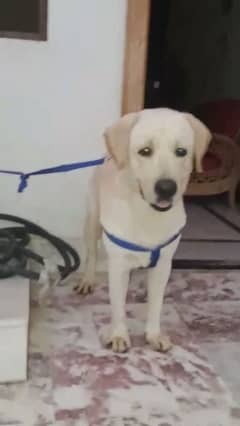 Labrador