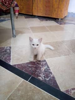 female Persian kitten