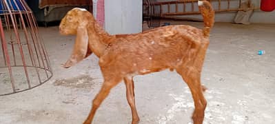 bakri ka bachay