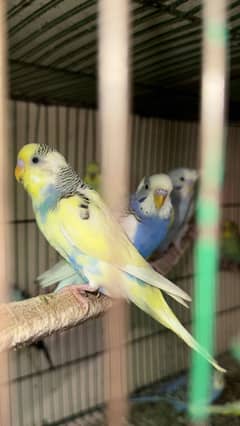 Budgies | Australian Parrots (25 pieces)