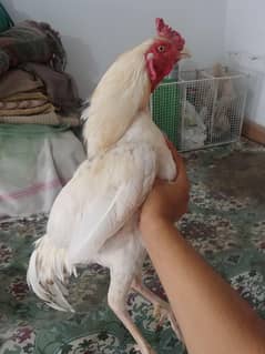 Aseel murga murgi
