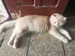 Persian punch face male cat