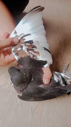 Kach pari breeder khaal female