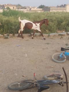 betal bakri for sale 2 femal baby