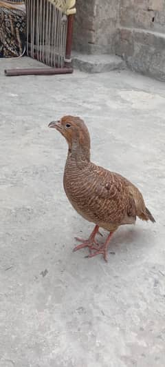 Dhakni teetar