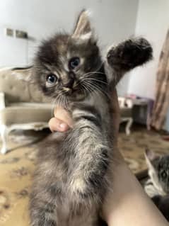 Cross Persian kitten super playful available for adoption